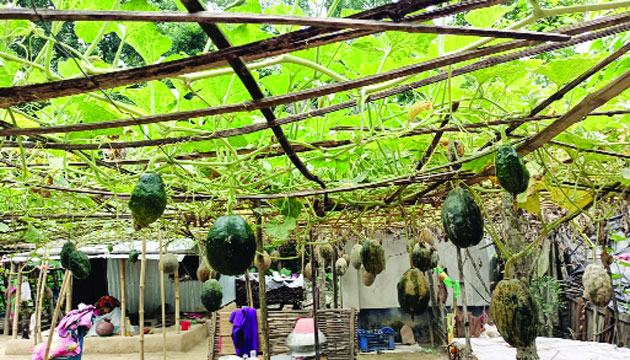 কালীগঞ্জের নিরাপদ সবজি গ্রাম