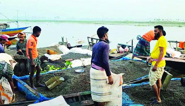 চলনবিল থেকে প্রতিদিন শামুক নিধন করে বিক্রি করা হচ্ছে
