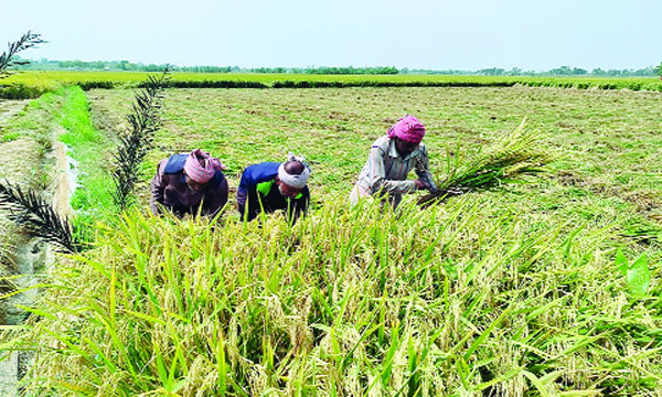 দুর্গাপুরে বোরো ধান কাটছেন কৃষকরা :  নয়া দিগন্ত