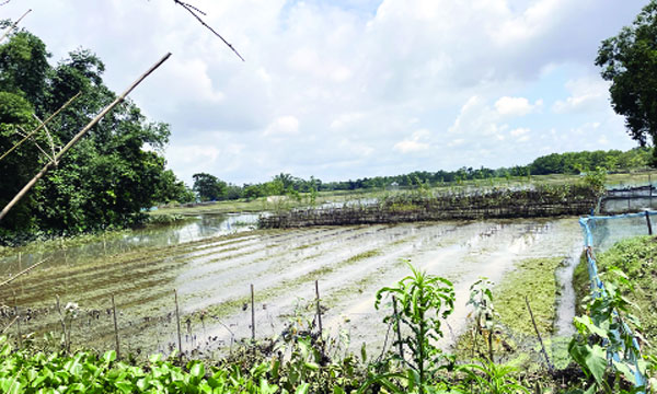 বন্যার পানি নেমে যাওয়ার পর দৃশ্যমান হচ্ছে ফসলের ক্ষয়ক্ষতি : নয়া দিগন্ত