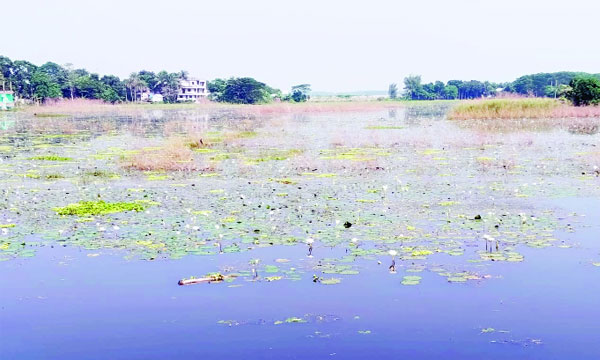 শিবচরের মাদবরেরচর ও পাঁচ্চর ইউনিয়নে জলাবদ্ধতায় ফসলিজমি : নয়া দিগন্ত