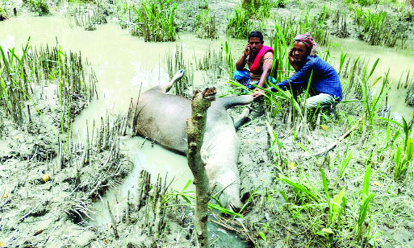 চরের একটি বনে বিষাক্ত পানি খেয়ে মারা যাওয়া গরু : নয়া দিগন্ত