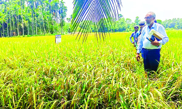 পাকা বোরো ক্ষেত পরিদর্শনে কৃষি কর্মকর্তা : নয়া দিগন্ত