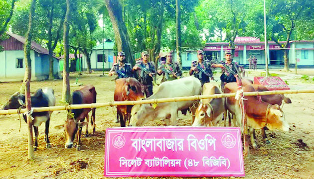 চোরাইপথে আসা গরু