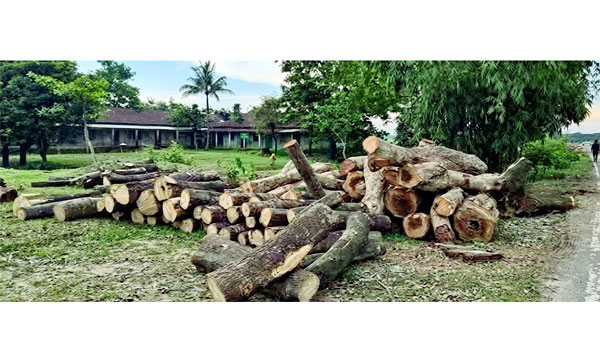 সাচনাবাজার সড়কের দুই পাশ থেকে কাটা গাছের গুঁড়ি ফেলে রাখা হয়েছে : নয়া দিগন্ত