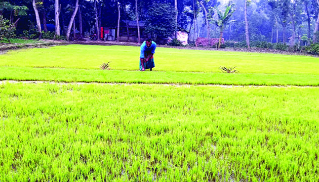সারের অভাবে নিস্তেজ, বিবর্ণ হয়ে যাচ্ছে ধান ক্ষেত : নয়া দিগন্ত