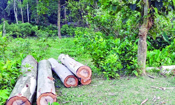 শহররক্ষা বাঁধের গাছ কেটে ফেলে রাখা হয়েছে : নয়া দিগন্ত