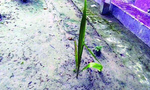 দামুড়হুদায় সরকারি প্রকল্পের নিম্নমানের খেজুর চারা : নয়া দিগন্ত