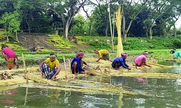পাটের আশ ছাড়াচ্ছেন কৃষকরা : নয়া দিগন্ত
