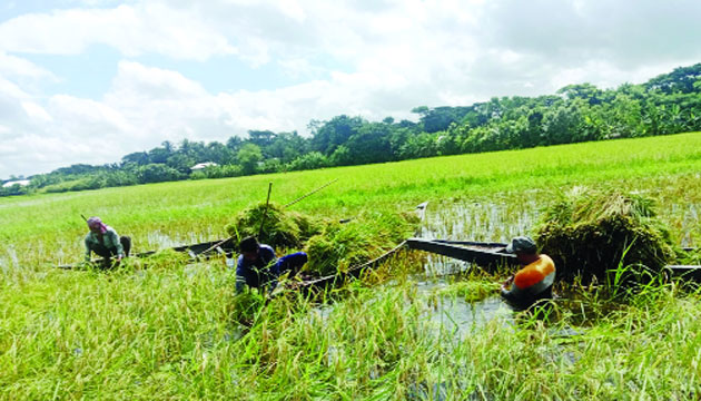 কালিয়া উপজেলার পিরোলী এলাকার বিলে ২০ বছর পর ধানের বাম্পার ফলনে খুশি কৃষকরা