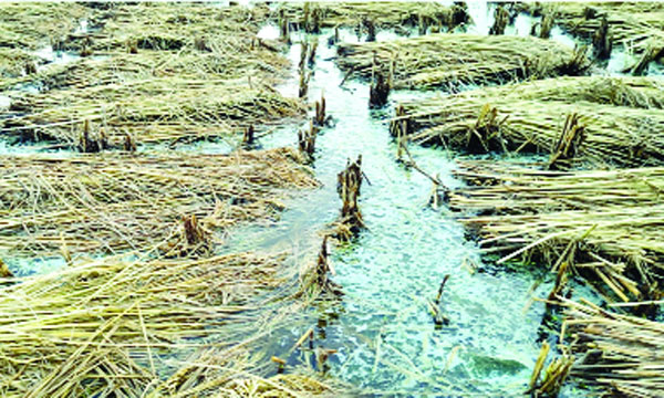 কাটা ধানের আঁটি ভাসছে বৃষ্টির পানিতে : নয়া দিগন্ত