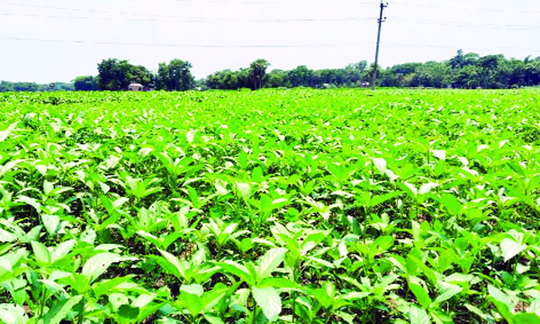 নগরকান্দার সালথা উপজেলায় একটি পাট ক্ষেত : নয়া দিগন্ত