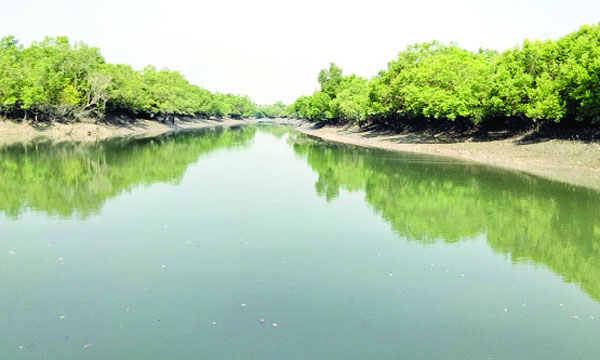 সুন্দরবনের ভেতর দিয়ে বয়ে যাওয়া একটি খাল : নয়া দিগন্ত