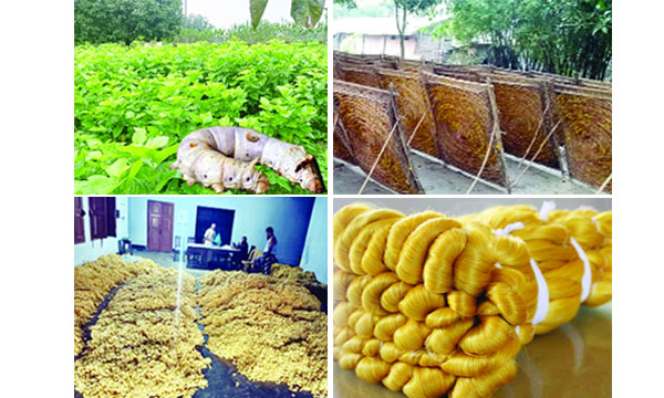 ১। পলু পোকার (ইনসেটে) প্রধান খাবার তুত গাছ, ২। পোকা থেকে রেশম গুটি উৎপাদনের ঘর, ৩। ঘর থেকে বের করা রেশম গুটি, ৪। গুটি থেকে উৎপাদিত সোনালি রেশম সুতা : নয়া দিগন্ত