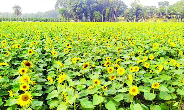 সাতক্ষীরার তালা উপজেলার ভরশা গ্রামের সূর্যমুখীর ক্ষেত : নয়া দিগন্ত