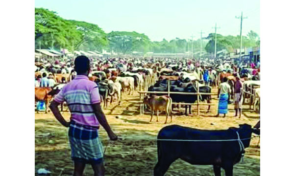 মহেষখলা হাটে ভারতীয় গরু বেচাকেনা হচ্ছে : নয়া দিগন্ত