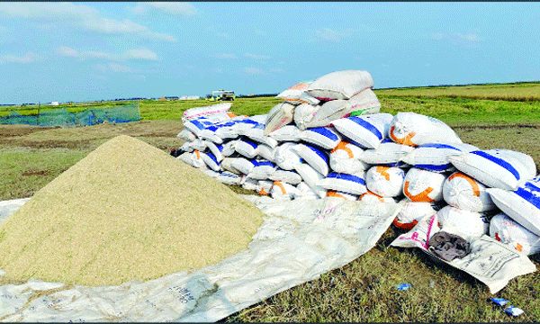 সুনামগঞ্জের হাওড়ে বিক্রির অপেক্ষায় কৃষকের ধান : নয়া দিগন্ত