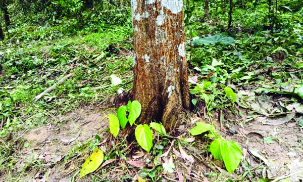 বনভূমি দখল করে পান ও সুপারির চারা রোপণ : নয়া দিগন্ত
