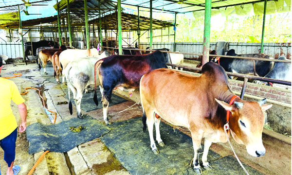 মিসরাইয়ের একটি খামারে পালিত হওয়া  কোরবানির পশু :  নয়া দিগন্ত
