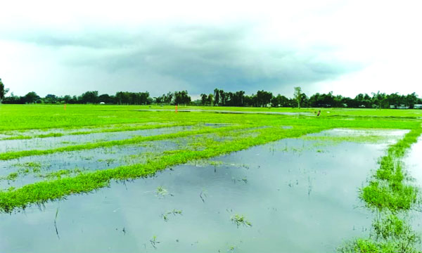 সিরাজগঞ্জের রায়গঞ্জে ফসলি জমিতে জলাবদ্ধতা 	: নয়া দিগন্ত