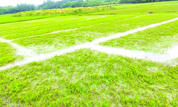 দ্বীপ উপজেলা হাতিয়ায় প্রবল বৃষ্টিতে একটি ফসলি জমি তলিয়ে গেছে 	:  নয়া দিগন্ত