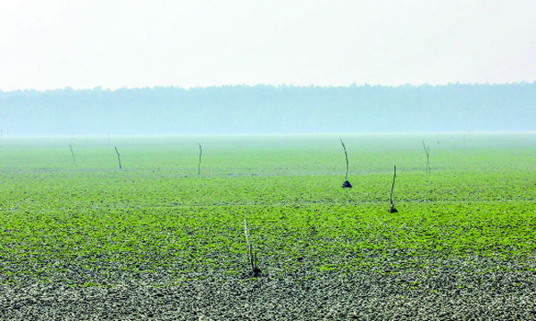 চর আতাউরে একটি গোচারণভূমি : নয়া দিগন্ত