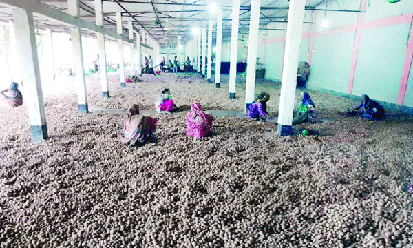 দিনাজপুরের ফুলবাড়ী কোল্ডস্টোরেজের বারান্দায় সংরক্ষিত আলু বাছাই করছেন নারী শ্রমিকরা : নয়া দিগন্ত