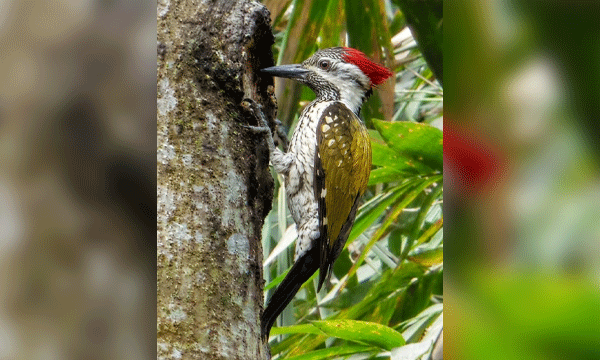 হারিয়ে যাচ্ছে লাল ঝুটির কাঠঠোকরা পাখি