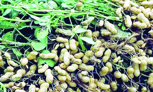 কুড়িগ্রামে বাদামের বাম্পার ফলন বৃষ্টিতে বিপাকে শতাধিক কৃষক