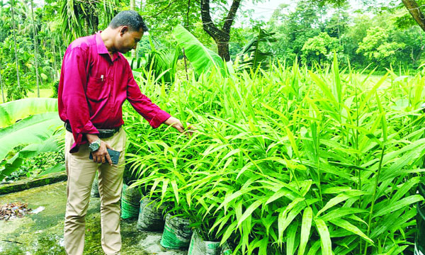 হোসেনপুরে বাড়ির ছাদে আদা হলুদ চাষে রাজীবের সাফল্য