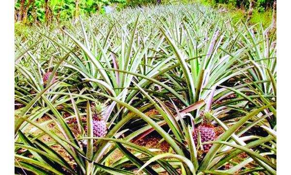 শ্রীমঙ্গলে ১২ কোটি টাকার আনারস উৎপাদন