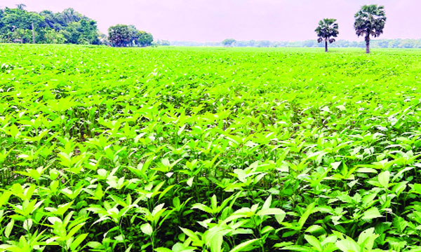 খরচের চাপে দিশেহারা পাটচাষিরা