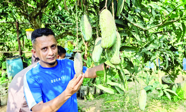 বড়লেখায় রেজাউলের শতাধিক ফলের বাগান, মুগ্ধ দর্শনার্থীরা