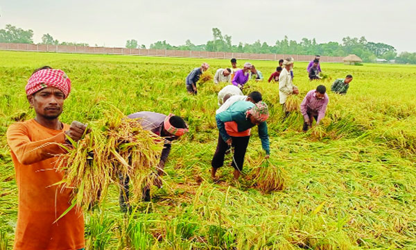বগুড়ার নন্দীগ্রামে মাঠে ধান কাটছেন কৃষকরা : নয়া দিগন্ত
