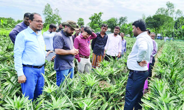আনারস ক্ষেত পরিদর্শন করছেন পাকিস্তানের প্রতিনিধি দল : নয়া দিগন্ত