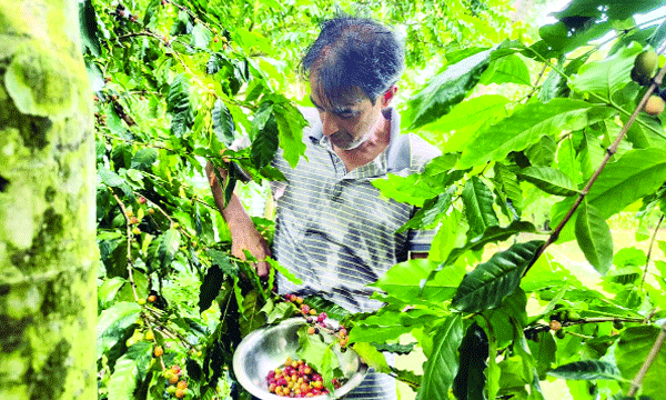 নালিতাবাড়ীর গারো পাহাড়ে কফি চাষে নতুন সম্ভাবনা