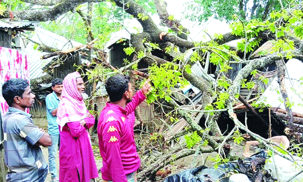 চুয়াডাঙ্গায় কালবৈশাখী ঝড়ে গাছ পড়ে ঘরবাড়ি লণ্ডভণ্ড	: নয়া দিগন্ত