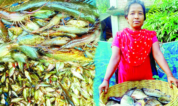 কৃষক থেকে মৎস্যজীবীতে রূপান্তর বিল ডাকাতিয়ার মানুষ