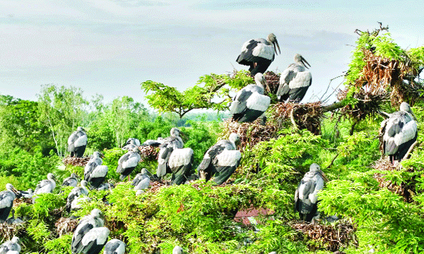 মণ্ডল বাড়ির গাছে ৫০ হাজার পাখির বাস