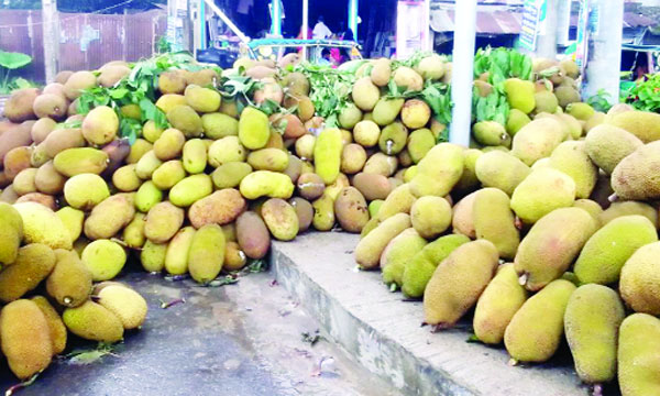 মধুপুরের বাজারগুলোতে আসতে শুরু করেছে কাঁঠাল : নয়া দিগন্ত