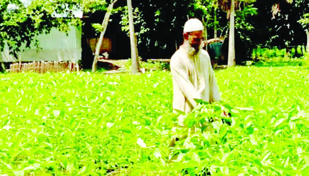 দেশীয় নাবী বীজের পাটগাছ দেখছেন এক কৃষক