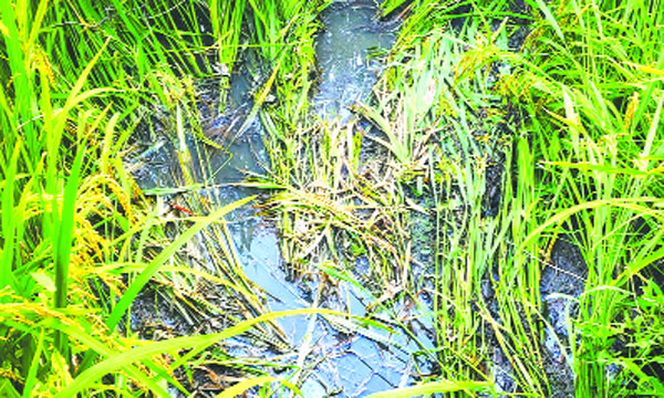 মুরগির বিষ্ঠায় সয়লাব ক্ষেতের ধান কাটছেন না শ্রমিক : নয়া দিগন্ত