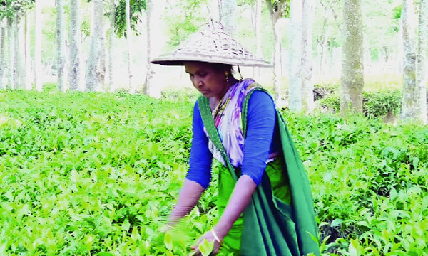 ‘দুই পাতা এক কুঁড়ি’র রানী জেসমিন ৩ বার দেশসেরা পাতা চয়নকারী