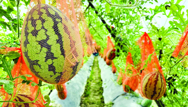 গ্রীষ্মকালীন তরমুজ চাষে সাড়া জাগিয়েছেন কুদ্দুস