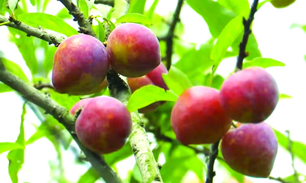 চুয়াডাঙ্গায় আলুবোখরা চাষে কৃষক সজলের সাফল্য 	: নয়া দিগন্ত