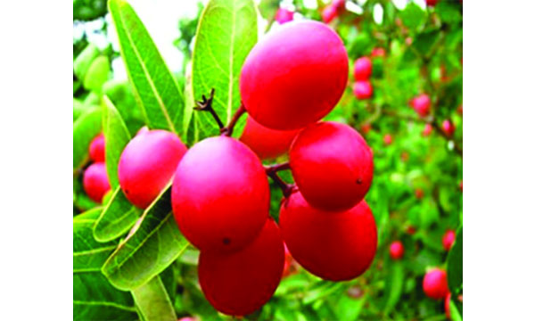 জলবায়ু পরিবর্তনে হারিয়ে যাচ্ছে পুষ্টিতে ভরপুর করমচা