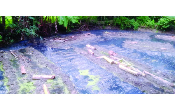 শ্রমিক সঙ্কটের কারণে জাগ দেয়া পাট নষ্ট হওয়ার উপক্রম : নয়া দিগন্ত