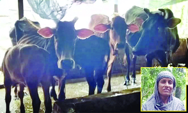 সালমার গরুর খামার : নয়া দিগন্ত