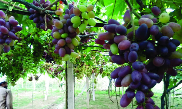 রাকিব হাসানের আঙুর বাগান : নয়া দিগন্ত