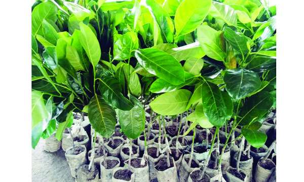 বর্ষায় জমে উঠেছে কালীগঞ্জের নার্সারি ব্যবসা